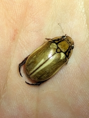 Anoplognathus abnormis