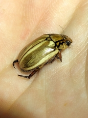 Anoplognathus abnormis