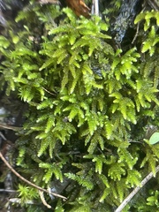 Eurhynchium striatum