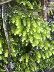 Eurhynchium striatum