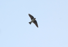 Petrochelidon fluvicola