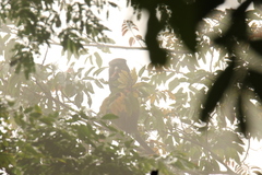 Cercopithecus nictitans