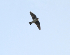 Petrochelidon fluvicola