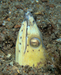 Ophichthus altipennis