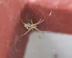 Cyrtophora cicatrosa
