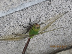 Anax parthenope julius