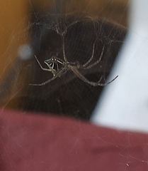 Cyrtophora cicatrosa