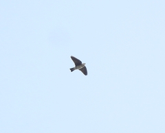 Petrochelidon fluvicola