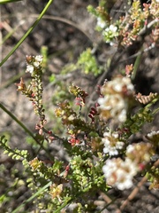 Baeckea imbricata