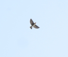 Petrochelidon fluvicola