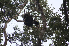 Alouatta pigra