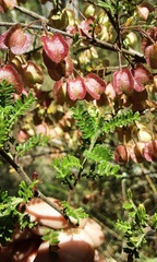 Dodonaea boroniifolia