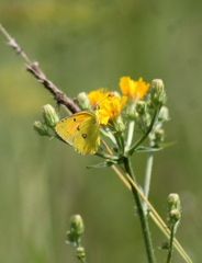 Colias myrmidone