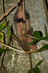 Didelphis aurita