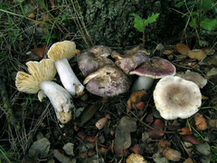Russula