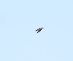 Ptyonoprogne concolor