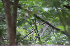 Eucometis penicillata