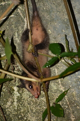 Didelphis aurita