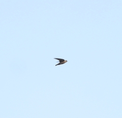 Ptyonoprogne concolor