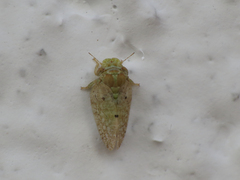 Euphyllura olivina