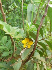 Senna hirsuta