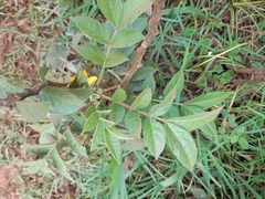 Senna hirsuta