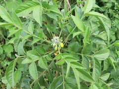 Senna hirsuta
