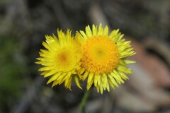 Chrysocephalum apiculatum