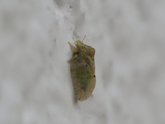 Euphyllura olivina