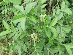 Senna hirsuta
