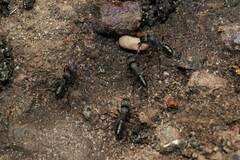 Rhytidoponera tasmaniensis