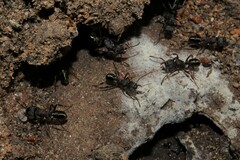 Rhytidoponera tasmaniensis