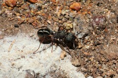 Rhytidoponera tasmaniensis