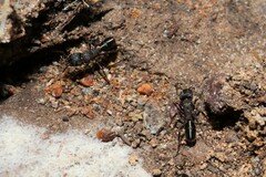 Rhytidoponera tasmaniensis