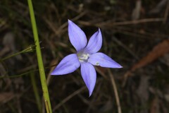 Wahlenbergia luteola