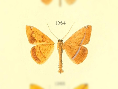 Pyrinia coearia