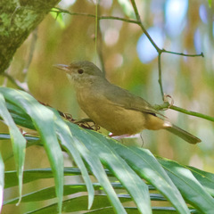 Colluricincla rufogaster
