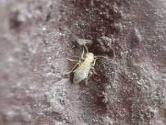 Cerobasis