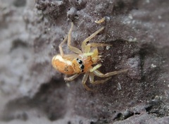 Cosmophasis lami