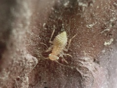 Cerobasis