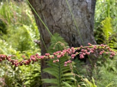 Baloskion tetraphyllum