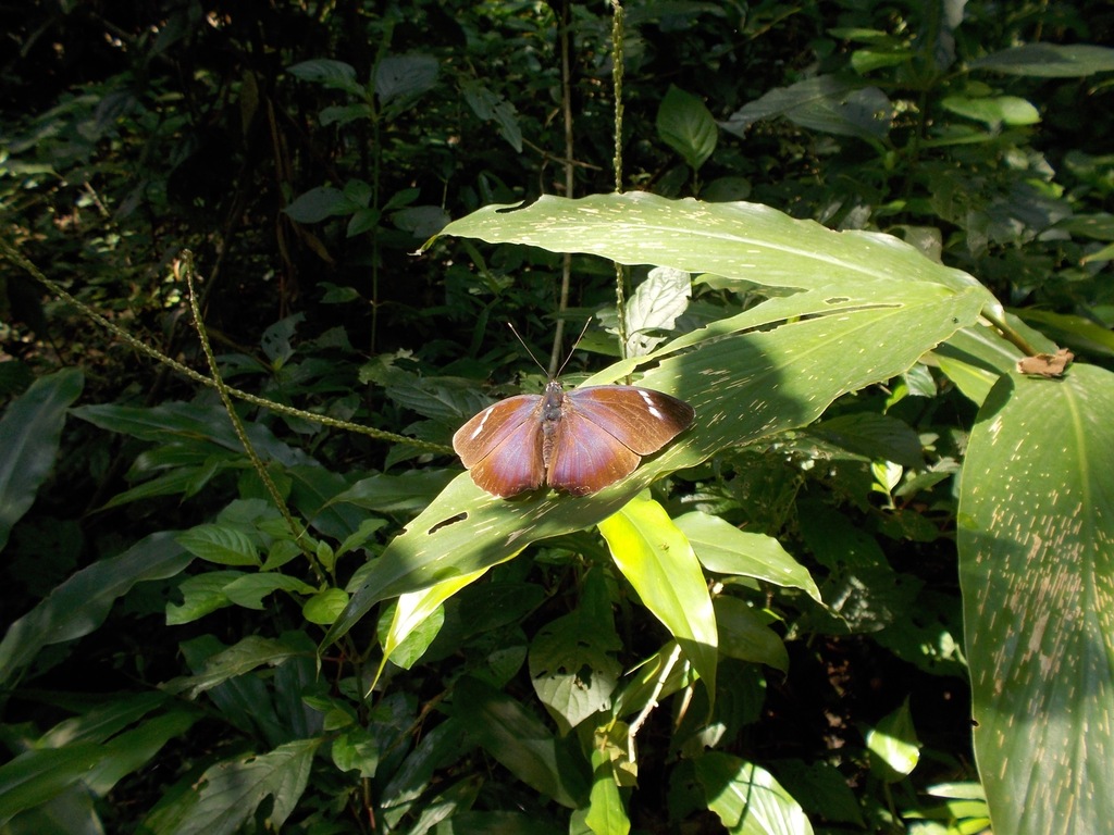 Euphaedra uganda