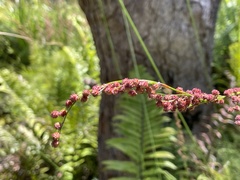 Baloskion tetraphyllum