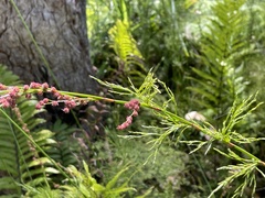 Baloskion tetraphyllum