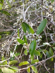 Lithraea brasiliensis