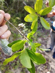 Lithraea brasiliensis