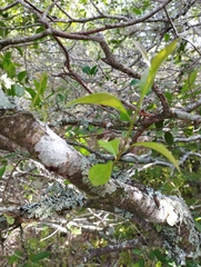 Lithraea brasiliensis