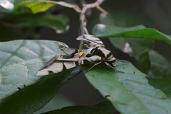 Batocnema coquerelii