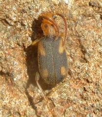 Brachininae