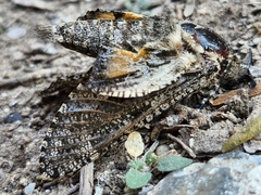 Prionoxystus robiniae